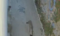 Seydikemer’de Tilki Ayakkabıları Çaldı