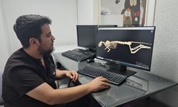 Sokak kedisi, fizyoterapi ile yürümeye başladı