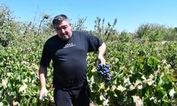 Tekirdağ'da kuraklık üzümü etkiledi