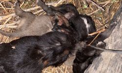 Tokat’ta Vahşet: 3 Yavru Köpek Boğulmuş Halde Bulundu
