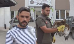 Yaralı bulduğu şahin buldu!