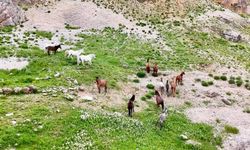 Yılkı atları dron ile görüntülendi