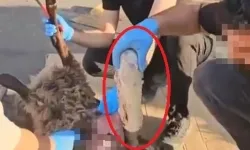 Ölü koyunun karnında uyuşturucu taşıdılar