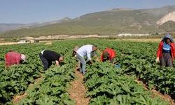 Gaziantep'te kabak hasadı