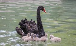 Kuğulupark’ta Minik Mucize: 5 Yeni Kuğu Dünyaya Geldi!