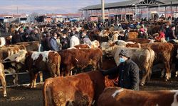 44 İlde Hayvan Pazarları Yeniden Açıldı!