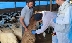 Küçükbaş, hayvanlar hastalıklara karşı aşılanıyor