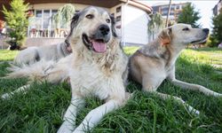 Ankara’da Köpek Katliamı Davasında Şok Detaylar
