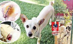 Gölbaşı’nda Dehşet: Sahipli kangal köpekleri sokakta saldırdı