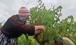 Beypazarı’nda bağ bozumu ve pekmez yapımı başladı