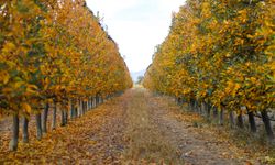 Elma bahçeleri sonbaharın renklerine büründü