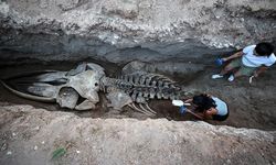 Mersin’de Deniz Canlıları Mirası: 14 Metrelik Balina Müzede Hayat Bulacak