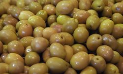 Zeytin ihracatında rekor kırıldı