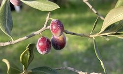 Zeytin rekoltesi açıklaması: 2,45 milyon ton öngörülüyor