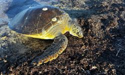 50 kiloluk caretta kıyıda ölü bulundu