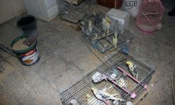 66 yabani kuş ele geçirildi