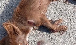 Aracın arkasında sürüklenen köpek öldü!