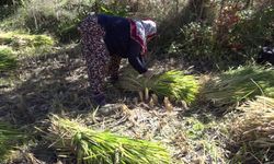 Artvin'de çeltik hasadı başladı