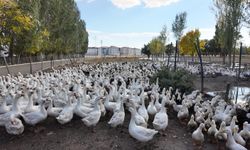 Çiftçi ile Hayvanların Sıra Dışı Dostluğu