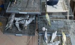 "Egzotik tür 41 papağana el konuldu"