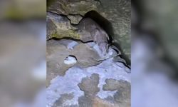 Fırat Nehri'nde tatlı su samuru görüntülendi
