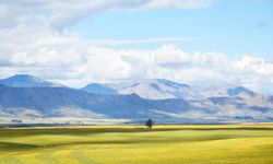 'Magmatik kayaçlardan oluşan zeminler deprem etkisini sınırlıyor'