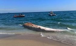 Mersin’de 16 Metrelik Fin Balinasının İskeleti Sergilenmek Üzere Çıkarılıyor