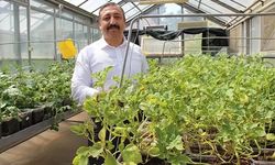 Niğde’de Havada, Suda ve Toprakta Yerli Patates Üretimi