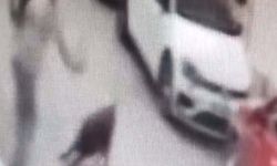 Sokak köpeğine kemerle vuran şüpheli gözaltına alındı!