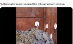 Su kanalına düşen vaşak kurtarıldı!