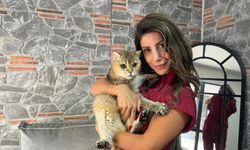 Takıntı hastası kedi ‘Artas'a, antidepresanlı tedavi