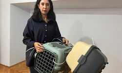 Uçakta kaybolan kedi için suç duyurusu