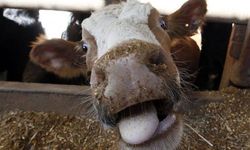 Deli Dana hastalığı kabusu tekrar mı başladı?