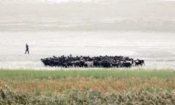 Eğirdir Gölü, hayvanların otlağı haline geldi