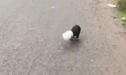 Yavru köpeği kurtardı
