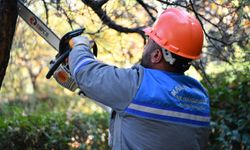 Mamak Belediyesi Ağaçları Kışa Hazırlıyor
