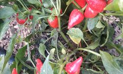 Mamak Belediyesi, Üreğil Millet Bahçesi’nde Ata Tohumu Üretimini Genişletiyor