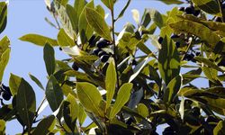 Defne Yağında Rekor Artış: Litresi 1000 TL’ye Dayandı