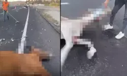 Ürgüp’te Otomobilin Çarptığı 2 At Öldü