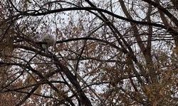 Ağaca çıkan kedi kurtarıldı