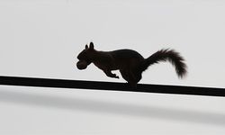 Alaçam’da Sonbahara Sincaplar Eşlik Ediyor