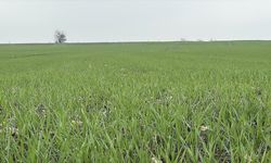 Çiftçiler buğday ekiminde yoğun mesai yapıyor