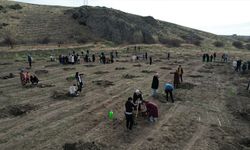 Çubuk'ta fidan dikimi!