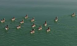 Erçek Gölü yaban kazlarına ev sahipliği yapıyor