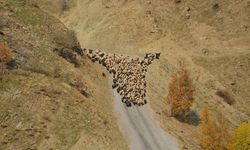 Muş'ta besicilerin sıcak bölgelere yolculuğu başladı