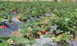 Organik üretimde çıta yükseldi: 1,3 milyon ton sınırı geçildi