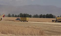 2050 yılında buğday, mısır, ayçiçeği üretimi düşecek