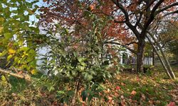 86 yaşında, 54 farklı organik meyve yetiştiriyor