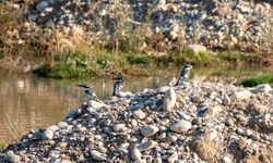 Adıyaman'da Alaca Yalıçapkını ilk kez görüntülendi