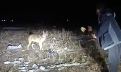 Ardahan’da arazide karşılaştığı kurdu eliyle besledi